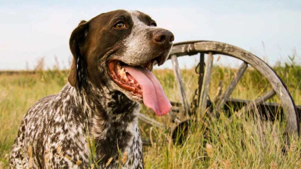 Perro de caza en el campo.