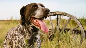 Perro de caza en el campo.