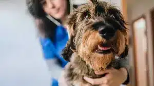 Un teckel en el veterinario.