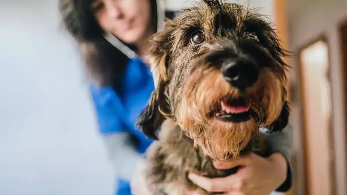 Estas son las mascotas de las que puedes desgravarte gastos en la ...