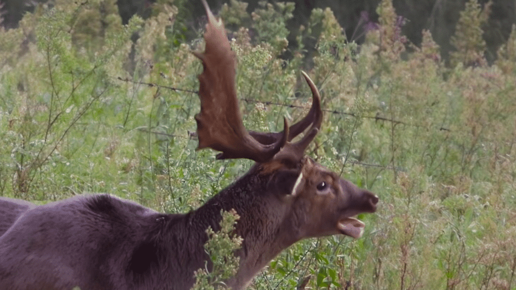 Graban un precioso gamo en ronca con un cuerno partido