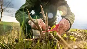 Cazador colocando un precinto a un corzo en Castilla y León.