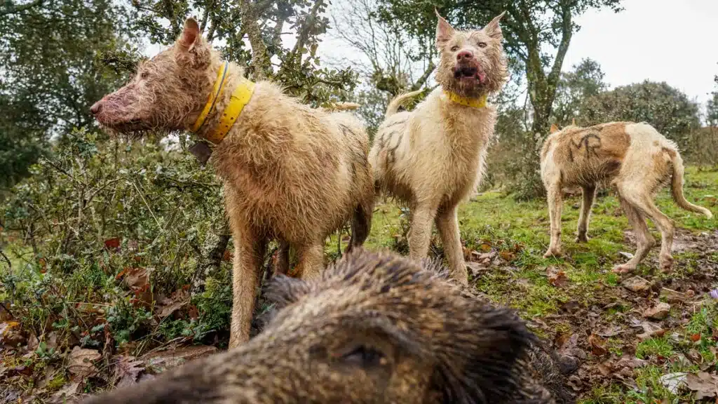 Perros de rehala ante un jabalí.