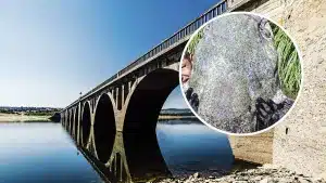 Detectan la presencia de un pez capaz de comerse a un perro en una zona de baño y pesca de Salamanca