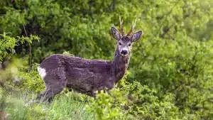 El precinto digital vuelve a fallar y deja tirados a los cazadores con iPhone en plena campaña del corzo en Castilla y Léon
