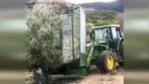 Un agricultor de Guadalajara inventa ‘La Tomasenka’: un ingenioso apero para varear olivos