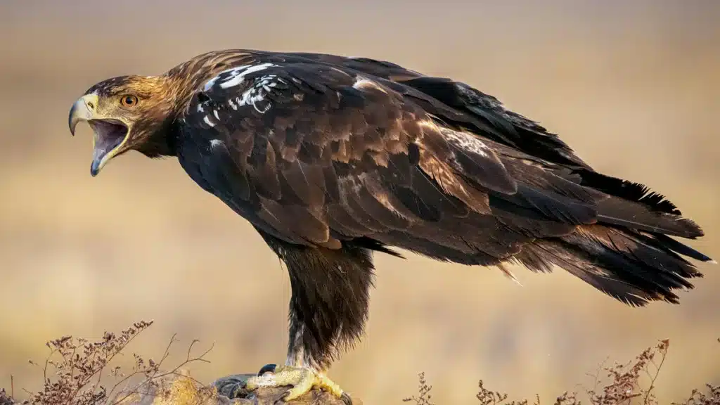 Águila imperial ibérica.