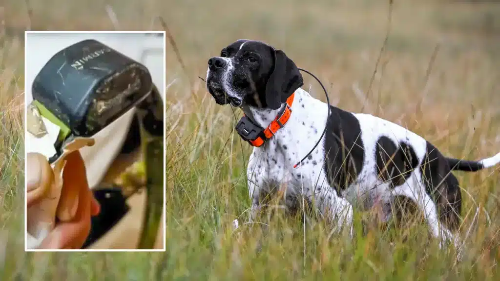 Un perro de caza con collar y detalle de uno de los collares destrozados.