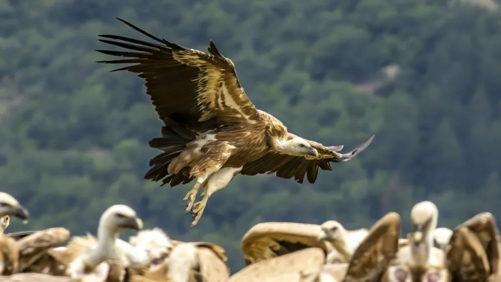 Fundación Bergara y Fundación Artemisan estudiarán los beneficios de la caza para la conservación de aves carroñeras