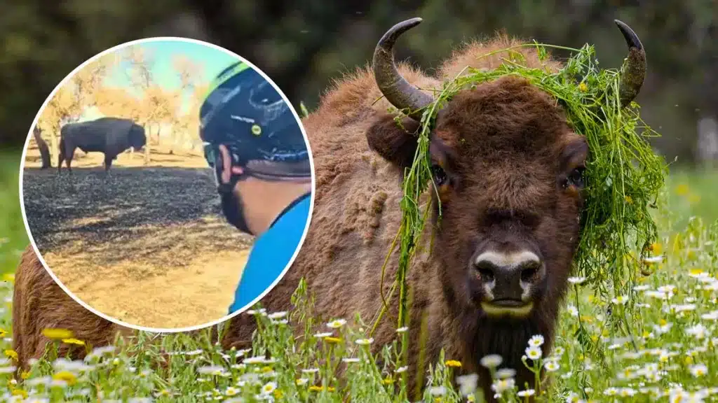 El ciclista junto a la imagen de uno de los bisontes de la finca.