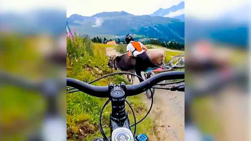 Los dos ciclistas chocando contra la vaca.