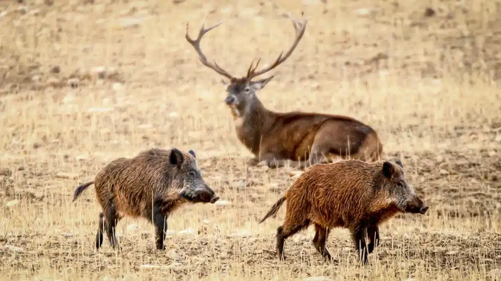 Ciervo y dos jabalíes en una finca de caza