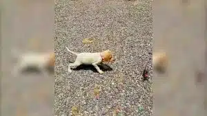 Un cachorro de pointer de solo unas semanas enamora a las redes con sus muestras