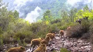 ¿Cuántas crías puede tener una hembra de jabalí en cada parto?