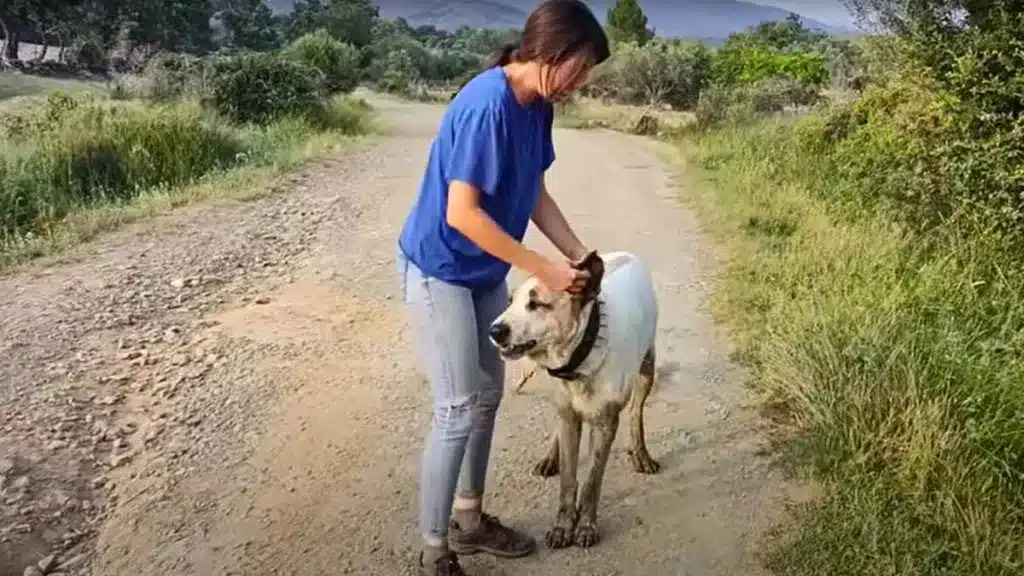 Una ganadera muestra las consecuencias de prohibir el corte de orejas para su pobre mastín