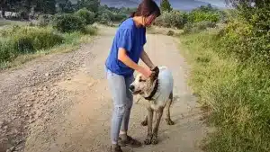 Una ganadera muestra las consecuencias de prohibir el corte de orejas para su pobre mastín