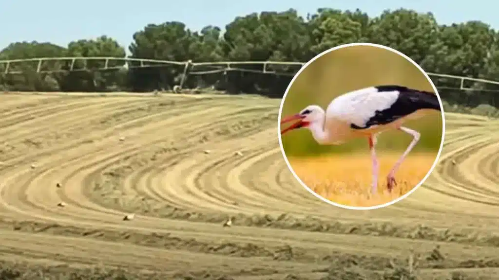 Un enorme bando de cigüeñas rodea a un agricultor de Lleida mientras cosecha