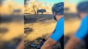 Unos ciclistas cruzan un monte quemado en Andújar y se encuentran frente a frente con un bisonte