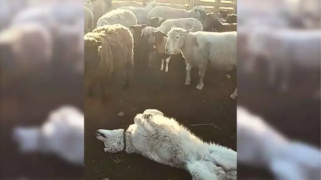 Un perro pastor aprovecha la ausencia de su dueño para echarse una siesta