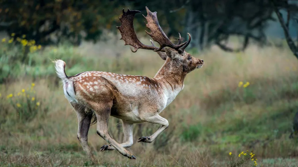 Un gamo corriendo.