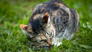 Gato comiendo a su presa.