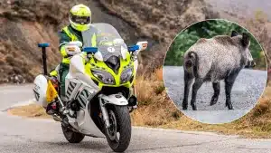 El barato dispositivo que llevan las motos de la Guardia Civil para evitar accidentes con animales (ciervos, jabalíes, corzos…)