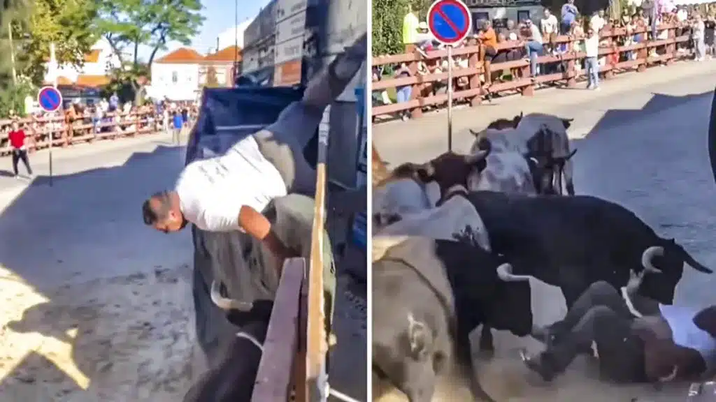 Un hombre observa un encierro desde lo alto de una valla pero acaba muy malparado