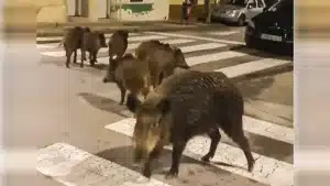 Un jabalí ataca a un vecino en una calle de Barcelona