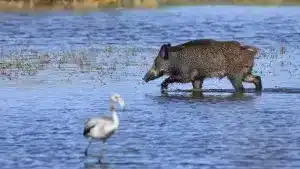 Los ecologistas que pidieron prohibir cazar en parques nacionales se quejan ahora de que jabalíes y perros acaban con aves protegidas de Doñana