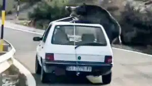 Atar un jabalí al exterior de un coche puede salirte caro: esta es la sanción que impone la DGT