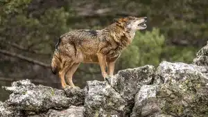 Medio Ambiente pondrá collares GPS a cien lobos para conocer qué comen y evitar los ataques al ganado