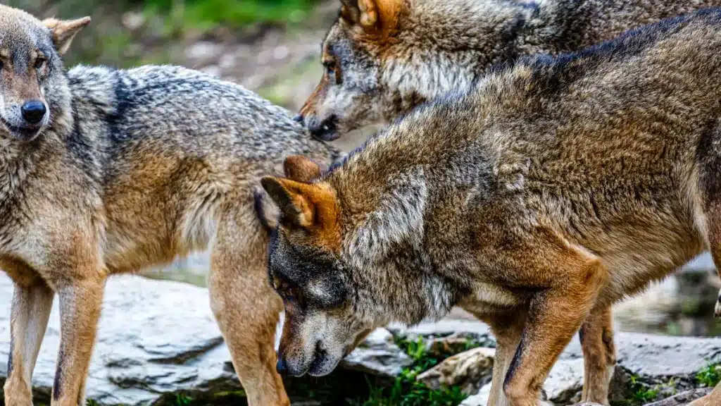 Lobos ibéricos.