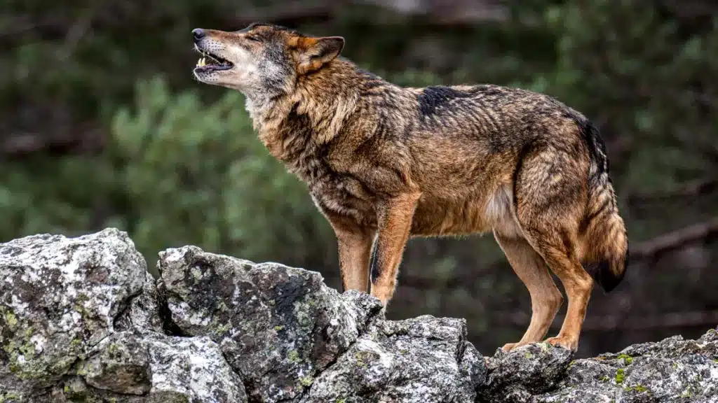 Lobo ibérico.