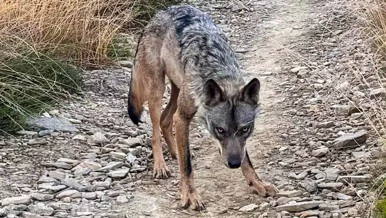 Imagen del lobo que acechaba a la peregrina.