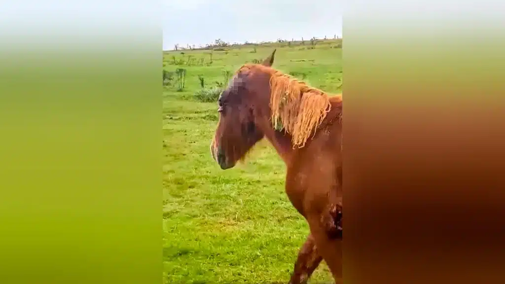 El caballo al que han atacado los lobos.