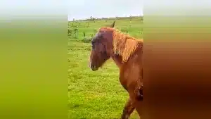 El caballo al que han atacado los lobos.