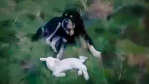 Un poderoso mastín protagoniza una escena entrañable con un cordero que había perdido a su madre