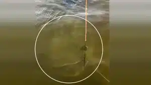 Un pescador muestra el momento en el que emerge del agua un auténtico monstruo de río