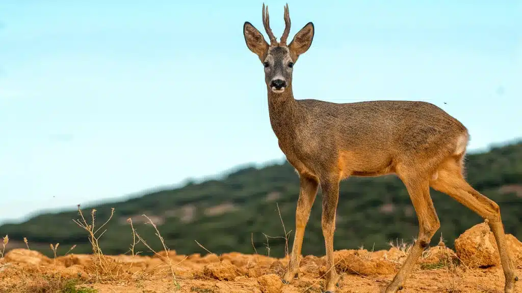 Corzo en una finca de Soria.