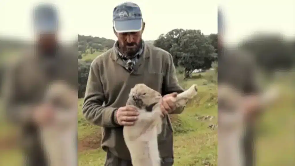 Un pastor descubre qué animal se estaba comiendo las orejas de sus corderos