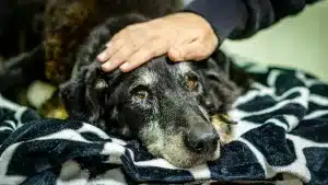 Sacrifica a su vieja perra por compasión y ahora se enfrenta a dos años de cárcel y 200.000 euros