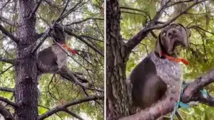 Un perro de caza se sube a un árbol para hacer una muestra