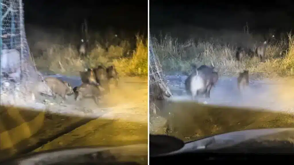 Un ejército de jabalíes cruza una alambrada en menos de ocho segundos