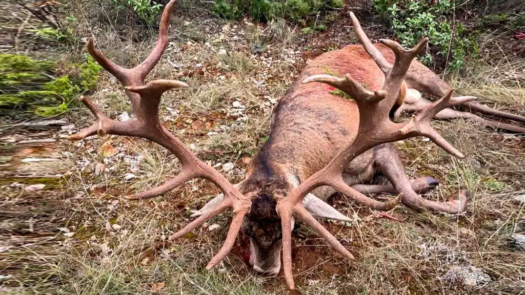 Otra imagen del venado.