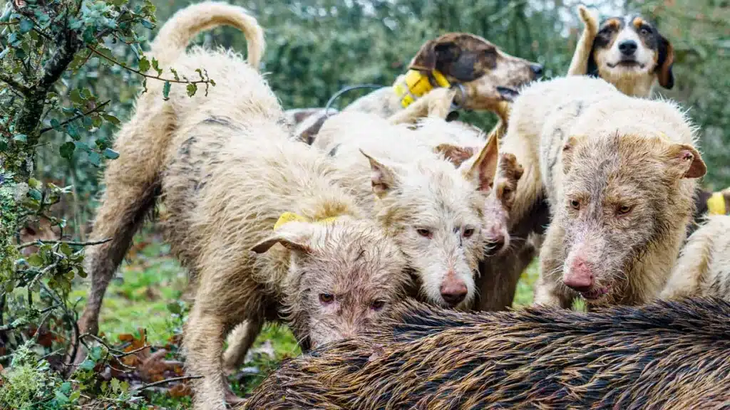 Rehala de perros cazando.