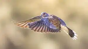 Excelente noticia para la tórtola europea: sus poblaciones permiten su caza controlada