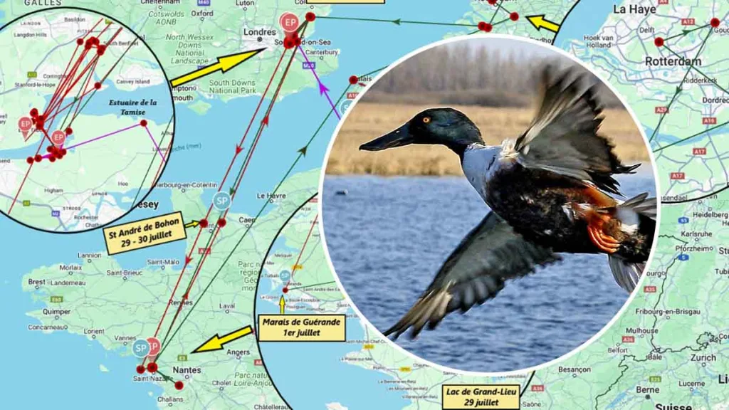 Equipan a un pato con un GPS y descubren que ha veraneado en cuatro países tras volar miles de kilómetros