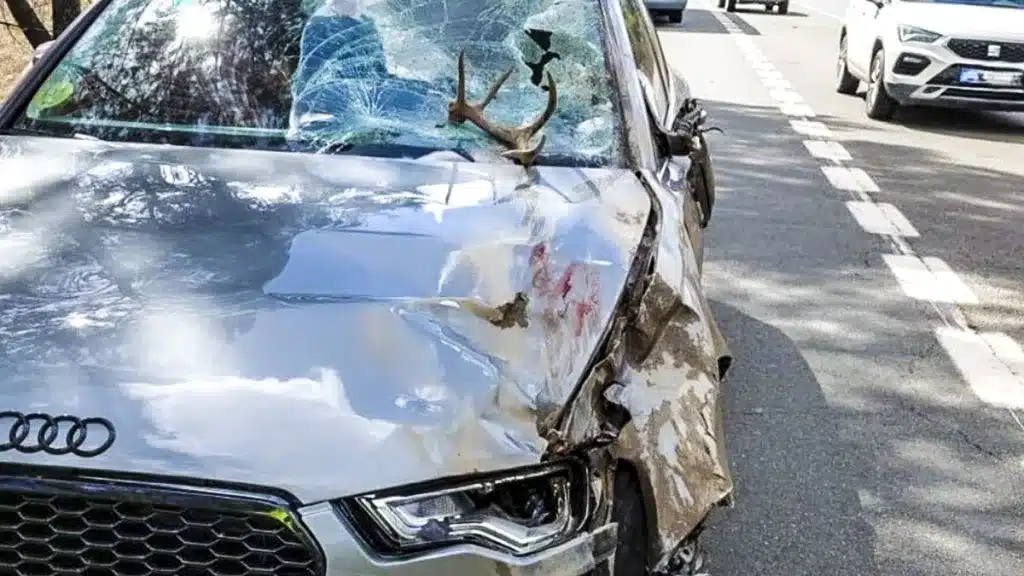 Un coche atropella a un ciervo en Huelva y el animal salta sobre otro vehículo en movimiento