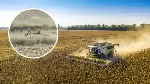 Dos lobos rodean a un agricultor mientras cosecha un campo de girasoles en Zamora