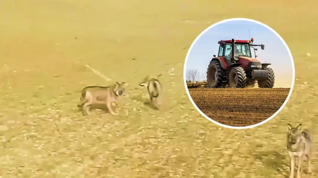 Un agricultor de León se encuentra frente a frente con tres lobos ibéricos